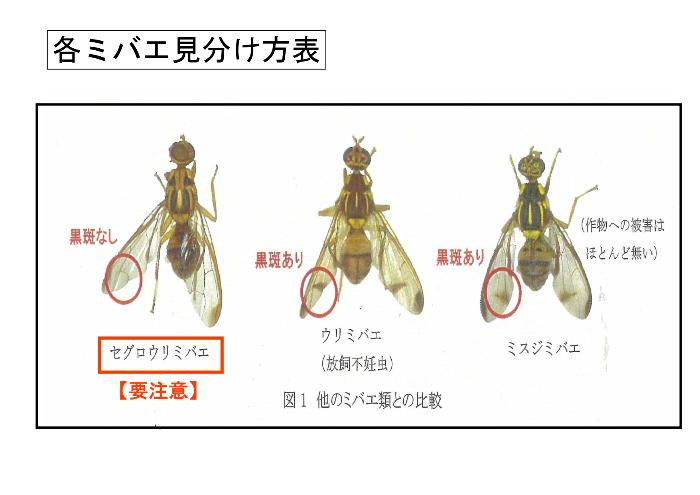 ミバエ見分け表