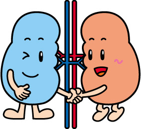 腎臓イラスト