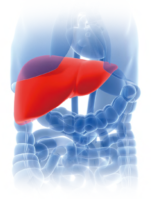 体内の肝臓を示すイラスト