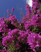 群生している鮮やかな赤紫色をしたブーゲンビレアの写真
