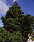 高さ20メートルほどになる常緑広葉樹のフクギの写真