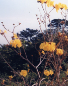 鮮やかな黄色の花を咲かせている落葉広葉樹のイッペーの写真
