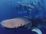 大きなジンベイザメと一緒に遊泳している複数の人たちの写真