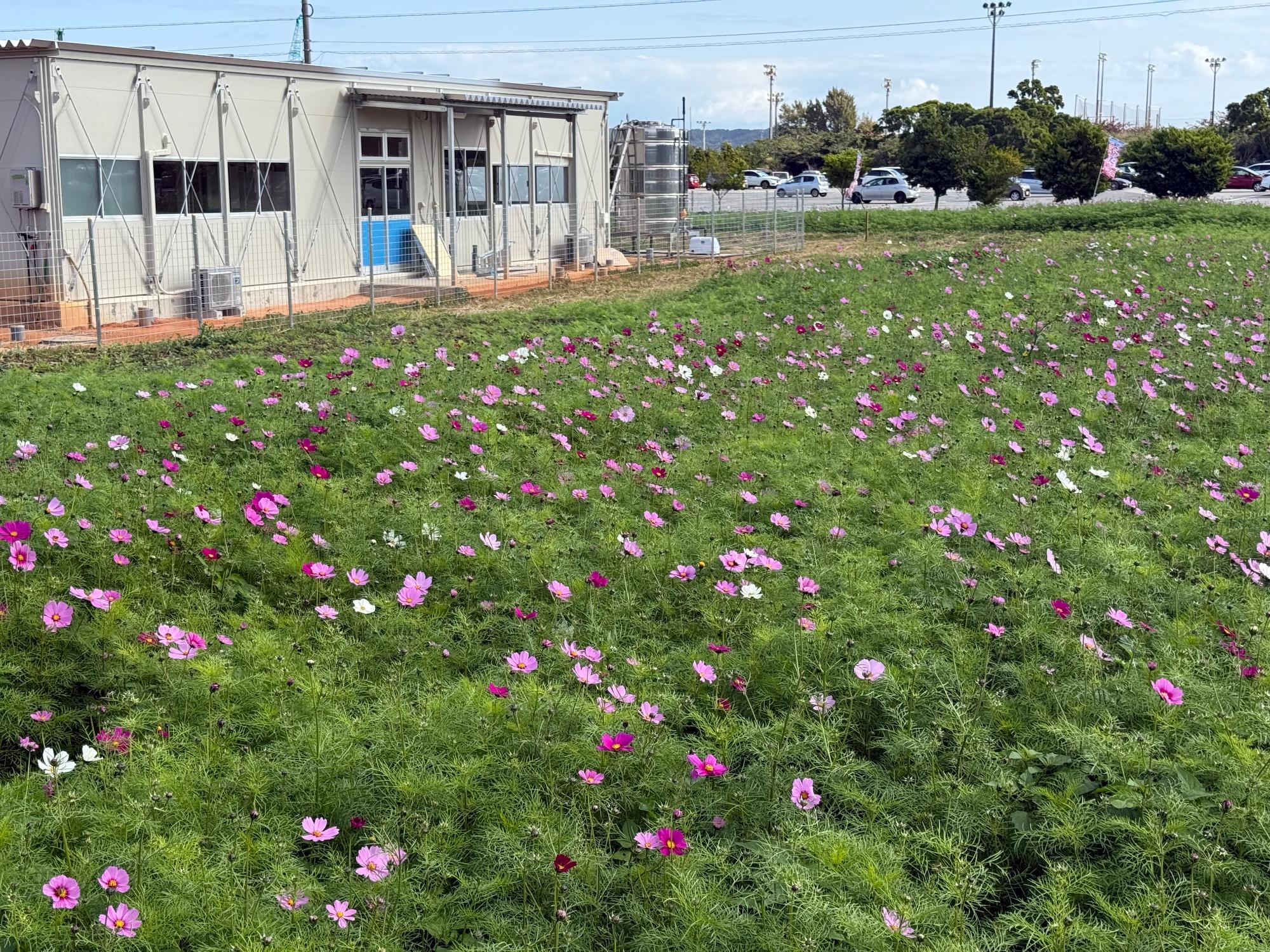 コスモス開花状況