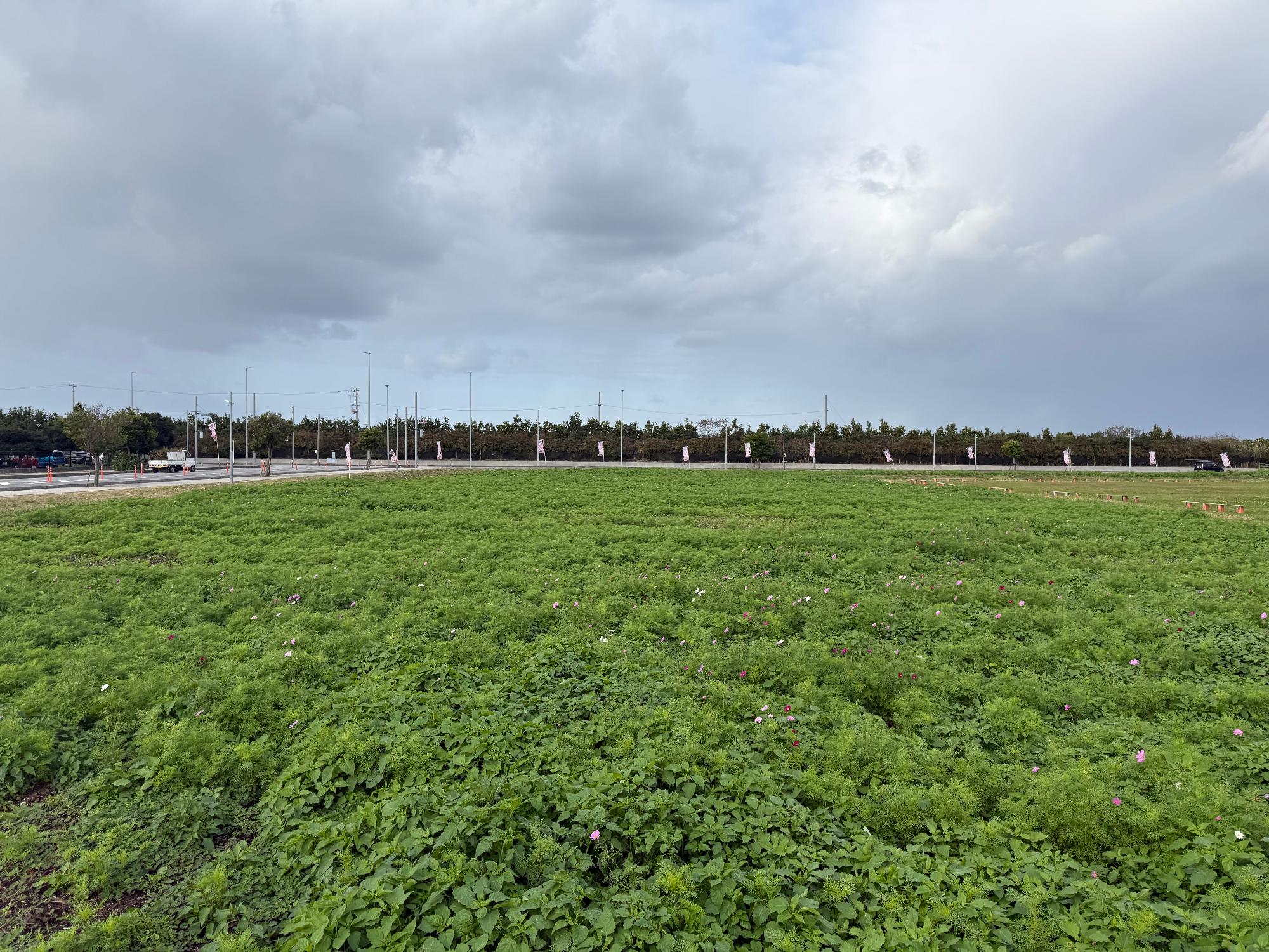 読谷村コスモス畑