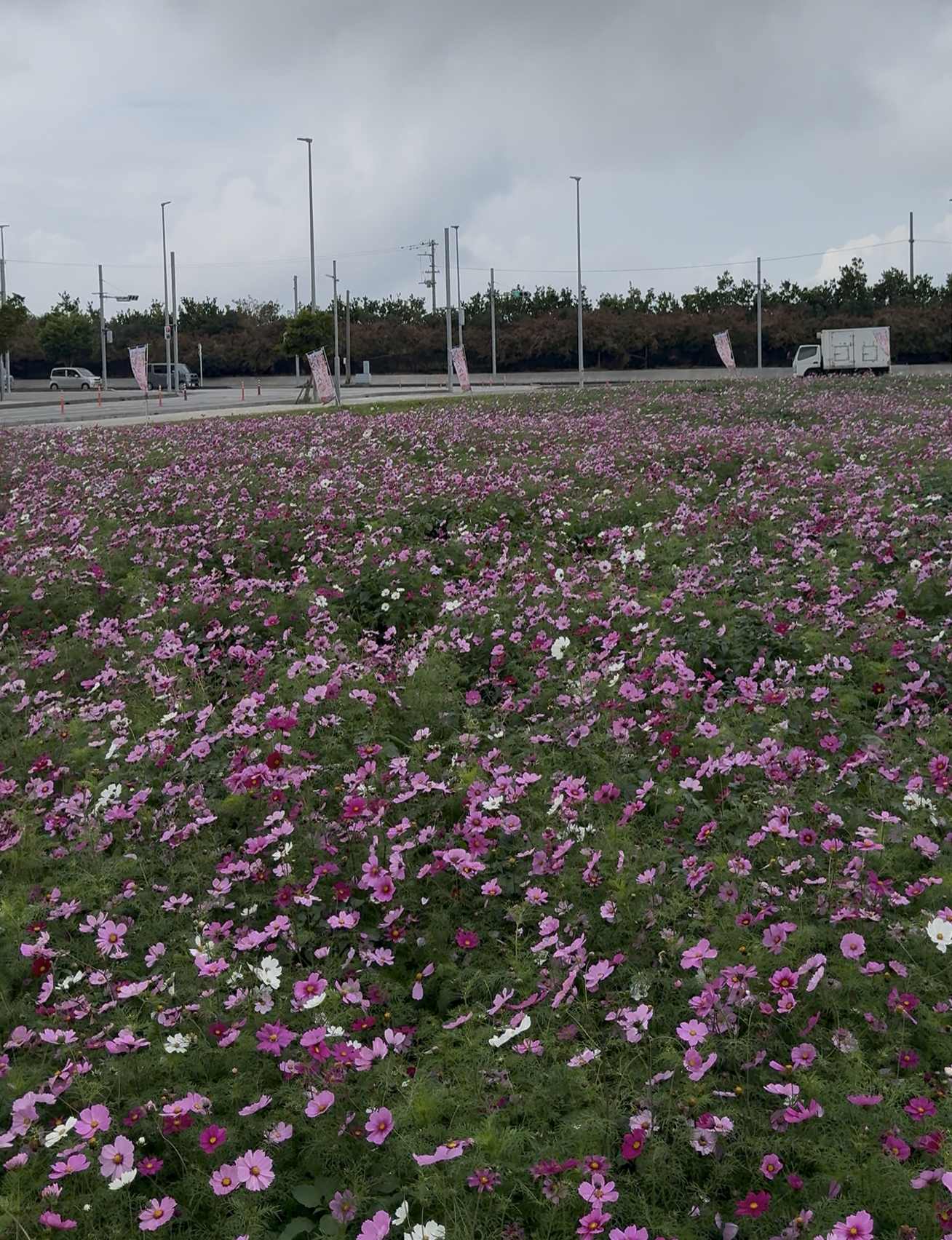 コスモス畑2026画像2