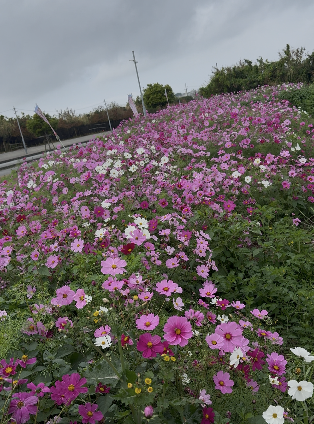 コスモス畑2026画像3
