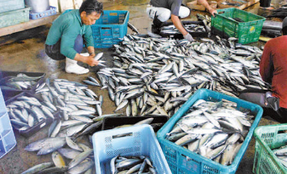 新たな大型定置網の設置により鮮魚の安定供給が可能になりました。